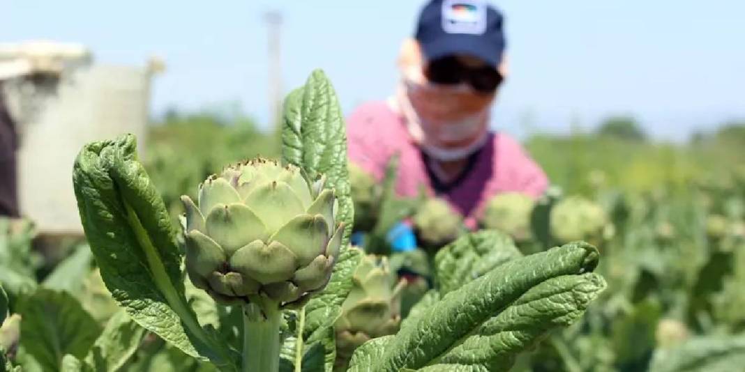 Geçen yıl denendi başarıya ulaşıldı: Bu yıl hasat hedefi 250.000 adet 1